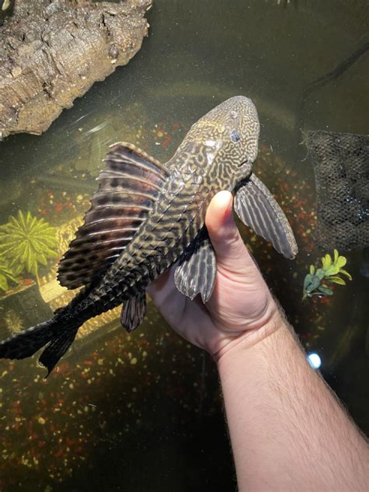 Can you put a pleco in a koi pond