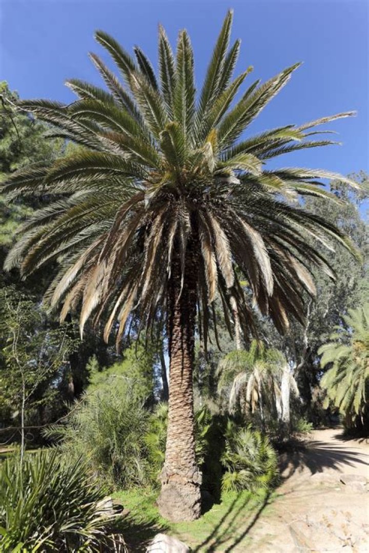 Canary palm tree - How To Discuss
