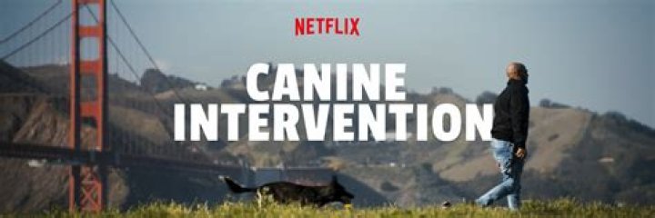 Canine intervention - How To Discuss