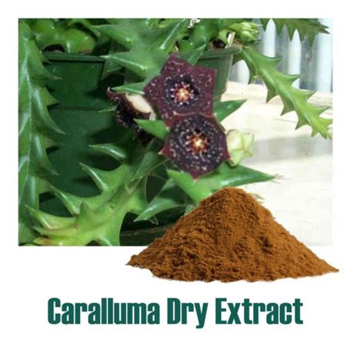 Caralluma Fimbriata Tea - How To Discuss
