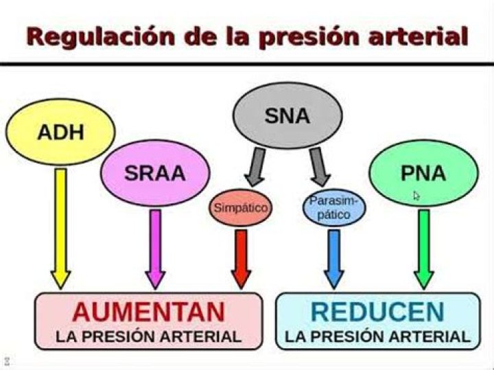 ¿Cómo se regula la presion arterial en el riñón