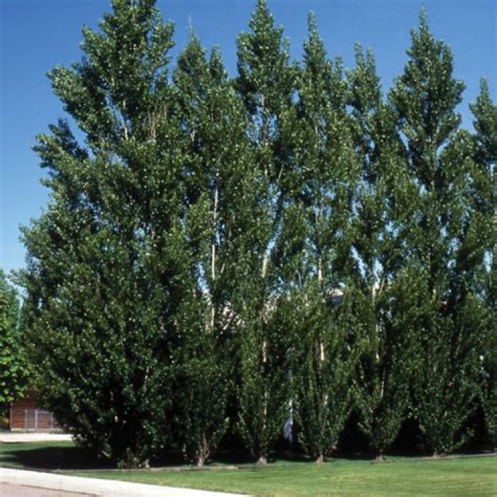 Do all poplar trees fuzz