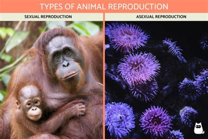 Do any animals reproduce asexually