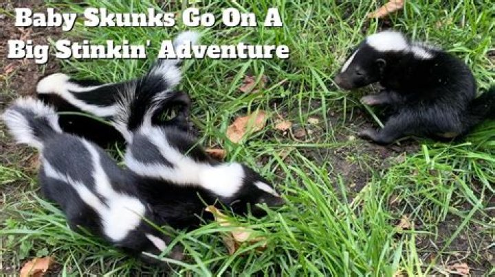 Do baby skunks meow