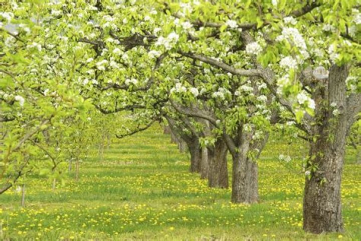 Do bees pollinate pear trees