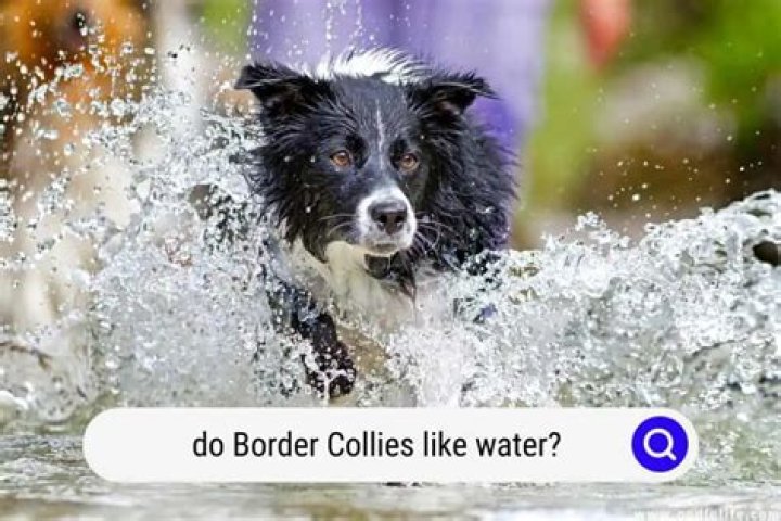 Do Border Collies Like Water