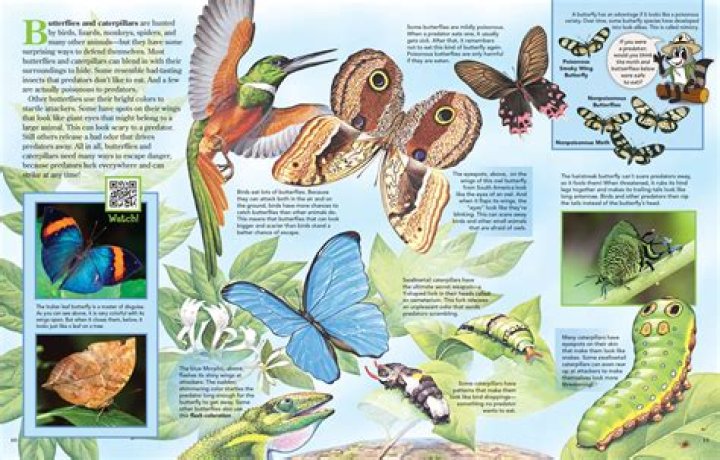 Do butterflies attack each other