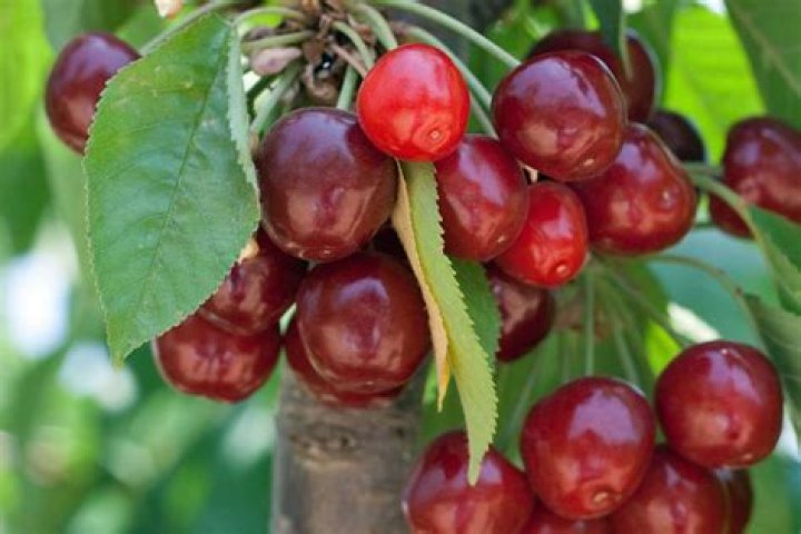 Do cherry trees in DC produce fruit
