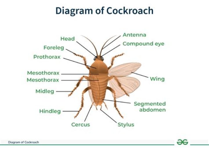 Do cockroaches have a nervous system