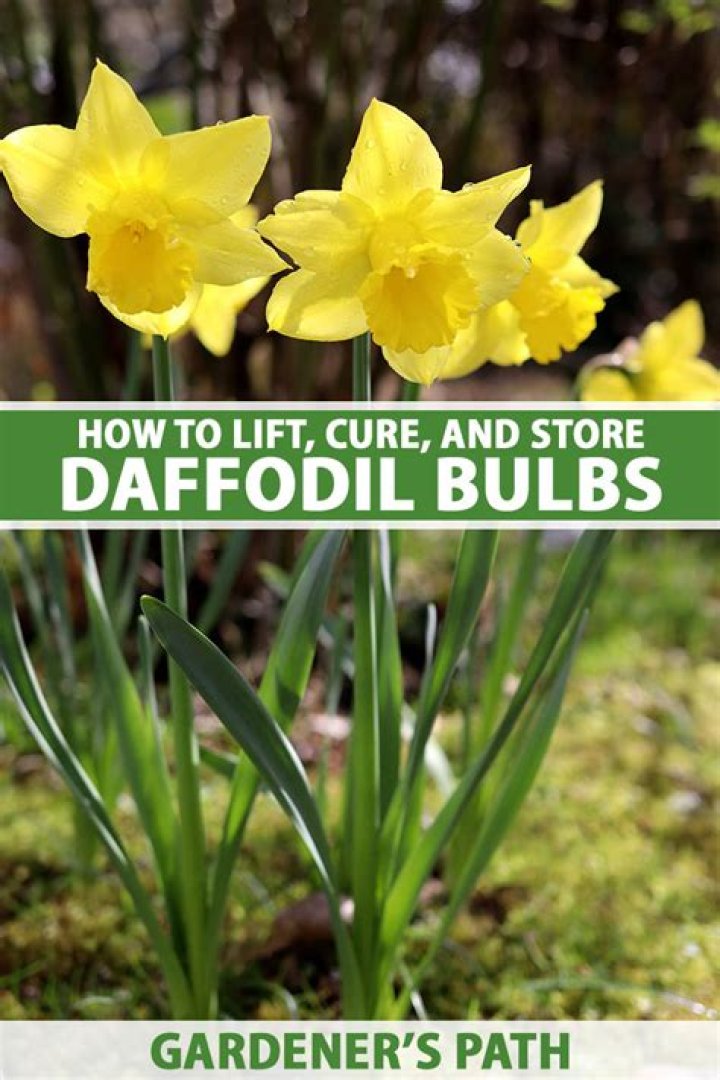 Do daffodil bulbs get old