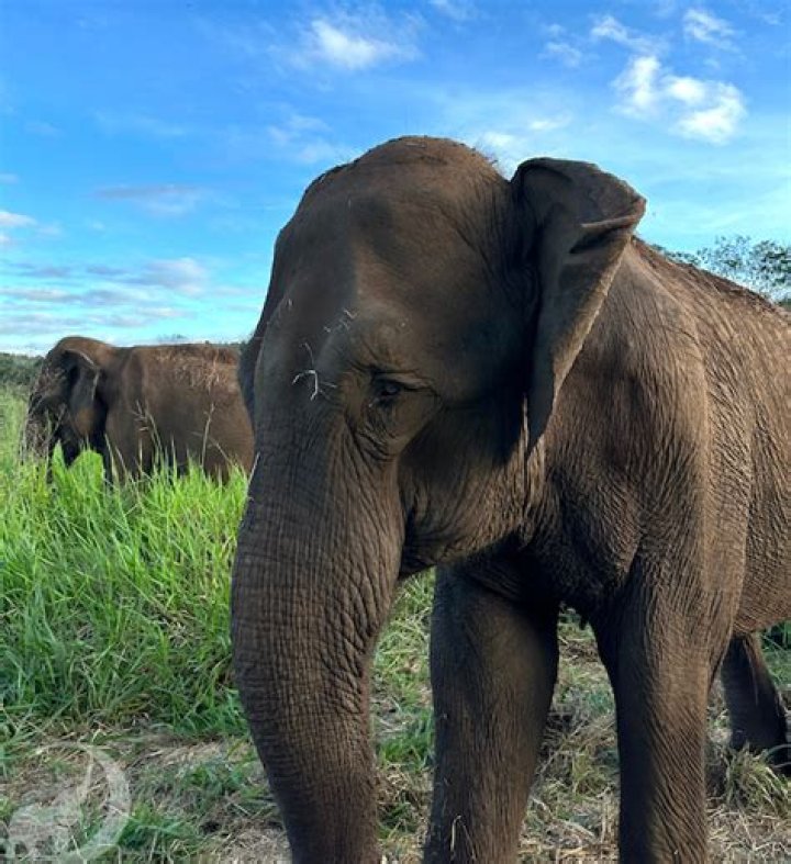 Do elephants have backbones