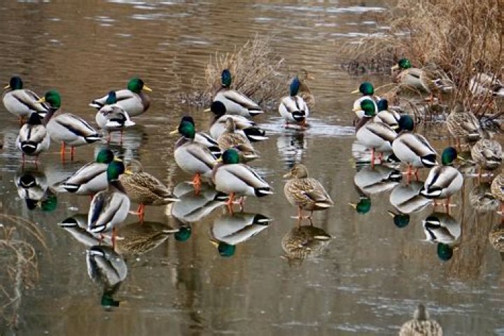 Do female mallards have green heads