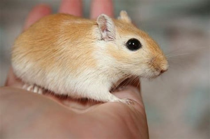 Do gerbils like to be handled