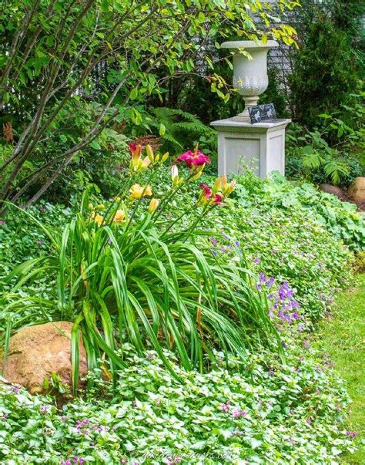 Do ground cover plants prevent weeds