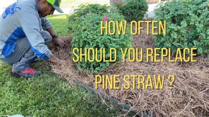 Do I need to remove old pine straw before putting down new