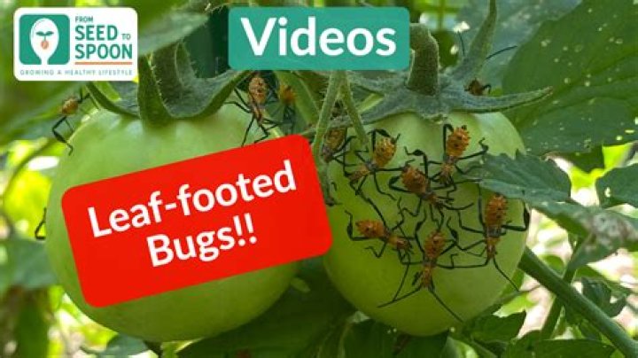 Do leaf footed bugs eat tomatoes