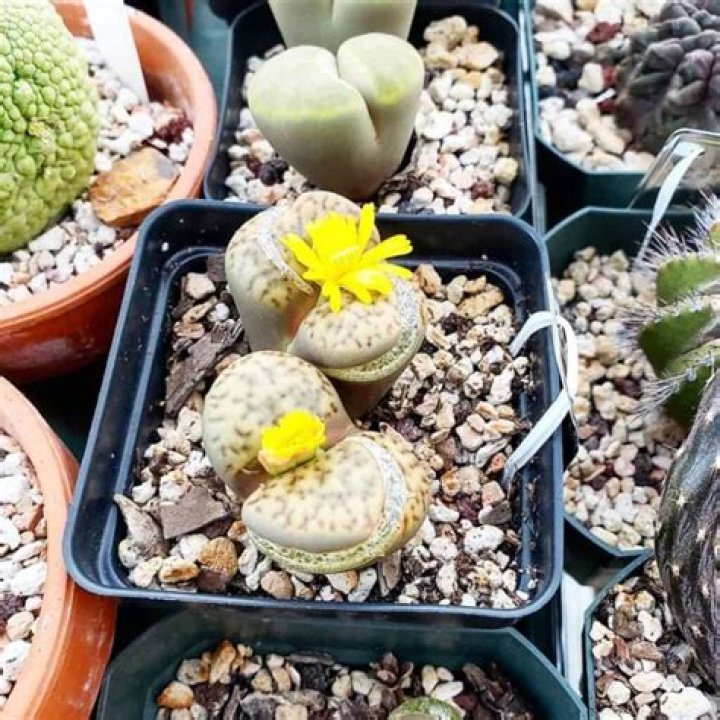 Do Lithops have seeds