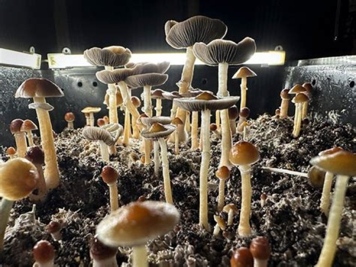 Do magic mushrooms grow in Los Angeles