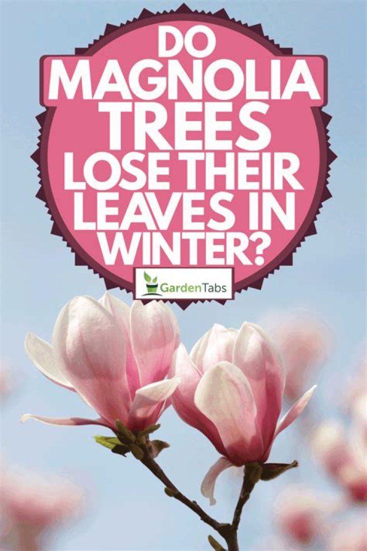 Do magnolia trees lose their leaves in winter