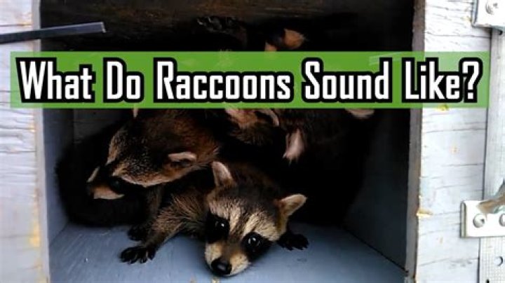 Do Raccoons Sound Like Dogs