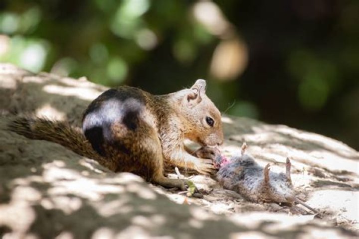 Do squirrels eat rose buds