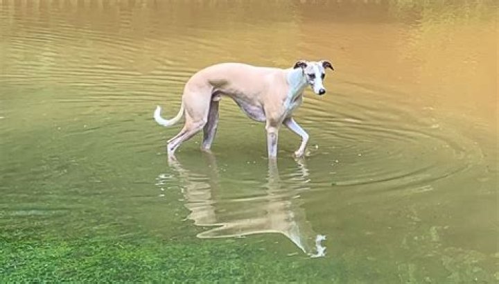 Do whippets like water