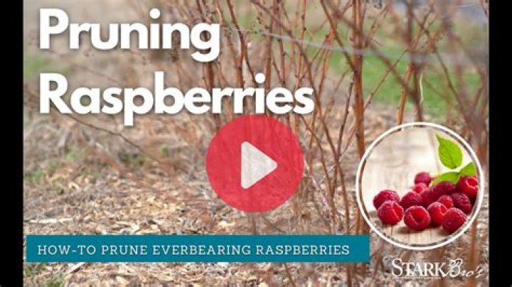Do you prune black raspberry bushes