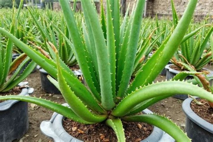 Does aloe vera grow in the Philippines