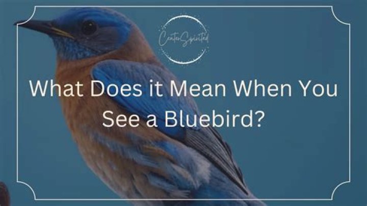 Does Bluebird still make the Wanderlodge?
