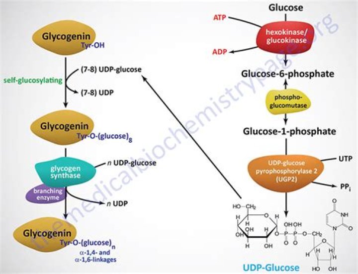 Does glycogen phosphorylase use ATP