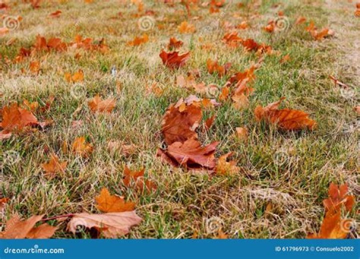 Does Grass change color in fall