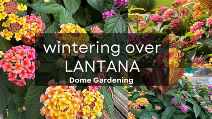 Does Lantana survive winter