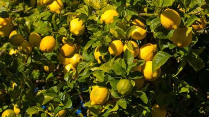 Does lemon trees grow in California