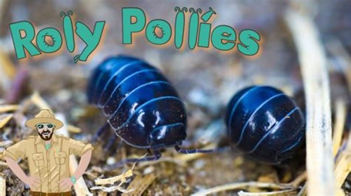 Does Rolly Pollies drink water