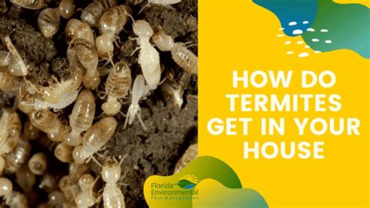 Does tenting a house for termites really work