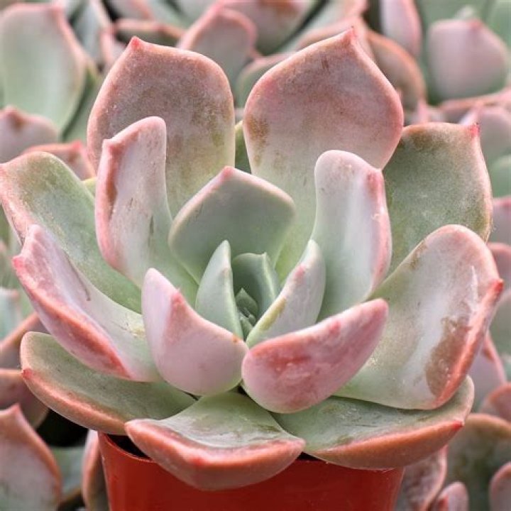 Echeveria types - How To Discuss
