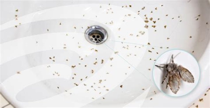Fly infestation in home - How To Discuss