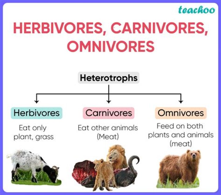 Giraffe Omnivore - How To Discuss