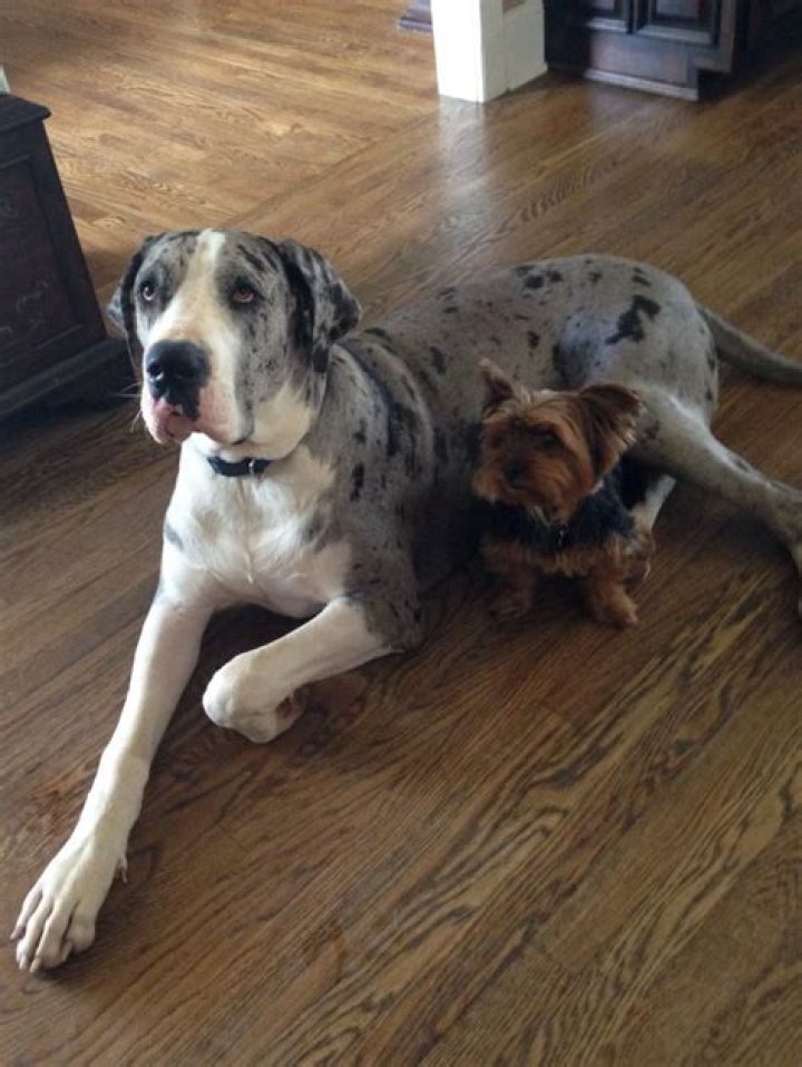 Great Dane Yorkie Mix - How To Discuss