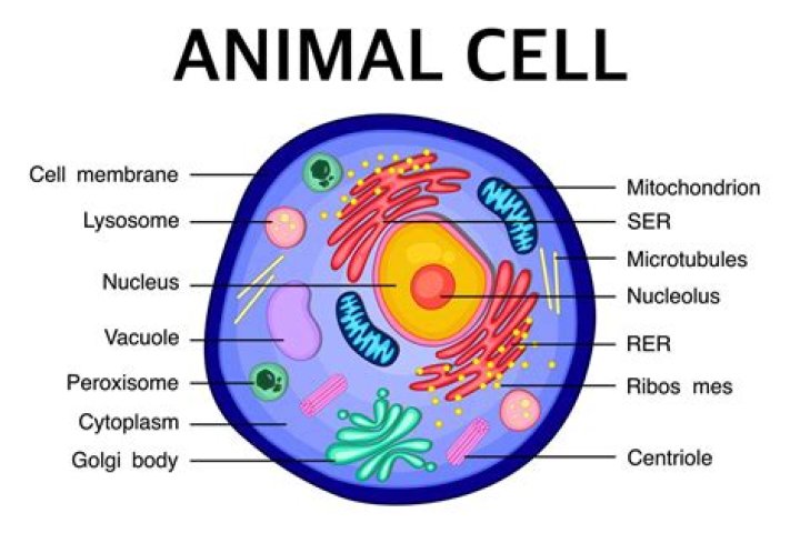 How an animal cell is like a city