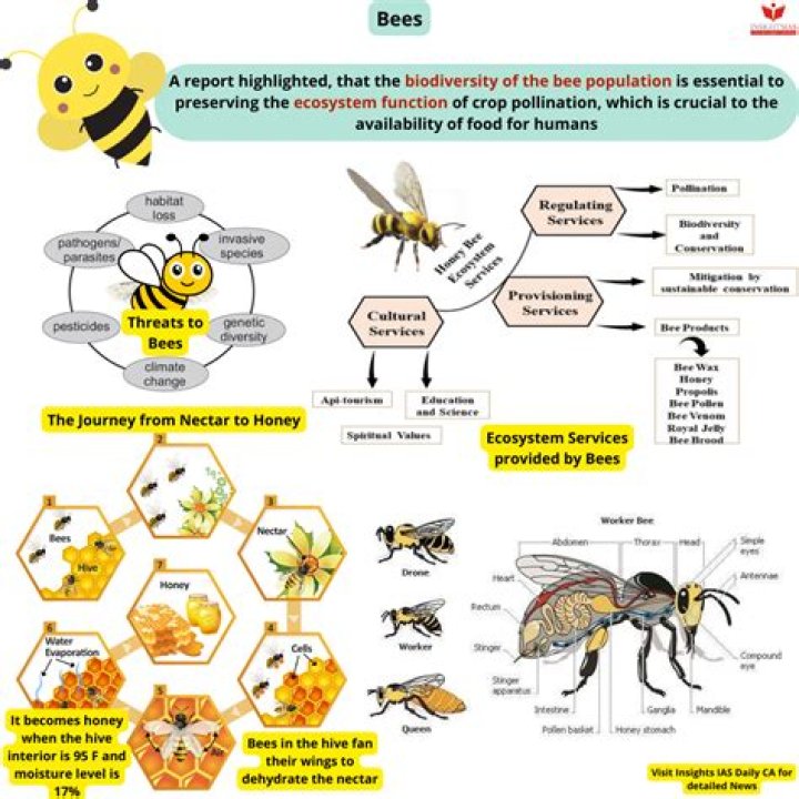 How are bees related to each other