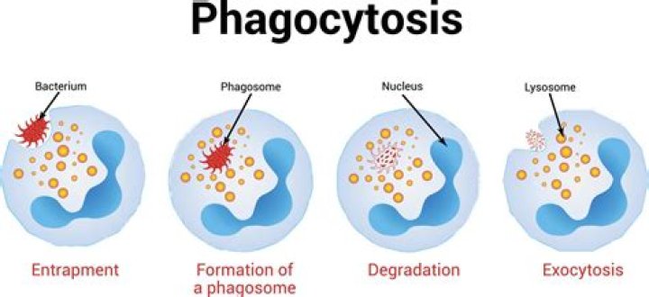 How are Pinocytosis and phagocytosis similar and different