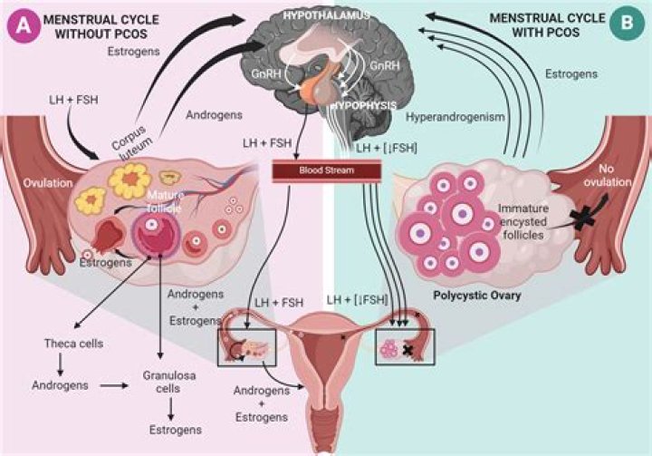 How are the ovarian and uterine cycles related