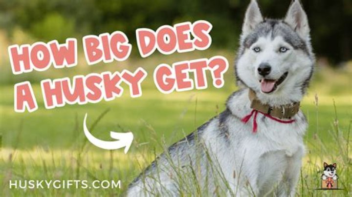 How big does a GMC g10series V8 van get?