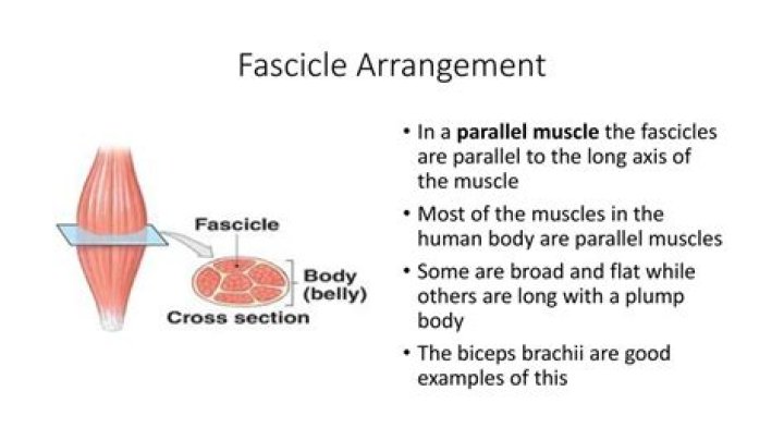 How big is a muscle fascicle