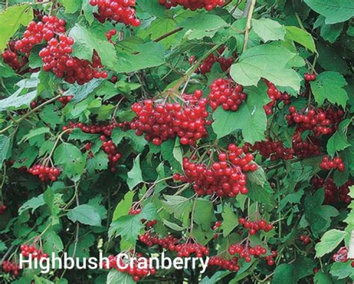 How can you tell if Bush Cranberries are high