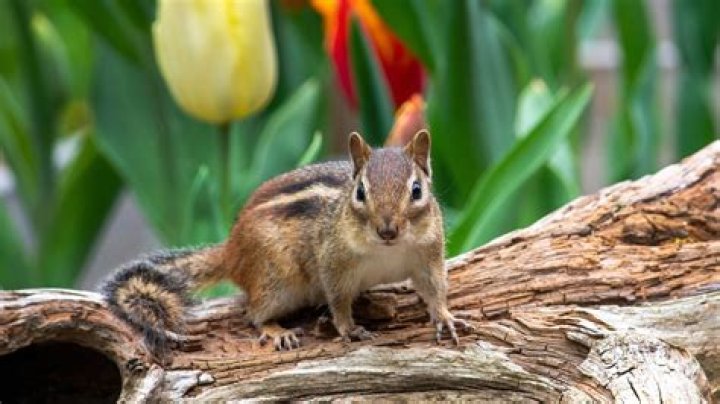 How do I get rid of chipmunks under my deck