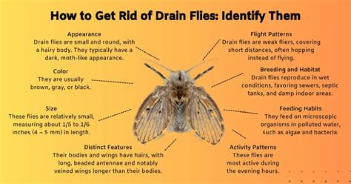 How do I get rid of rodents in my RV?