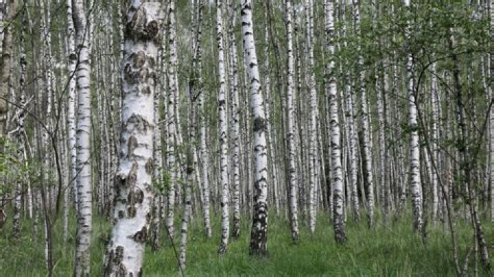 How do I identify a black birch