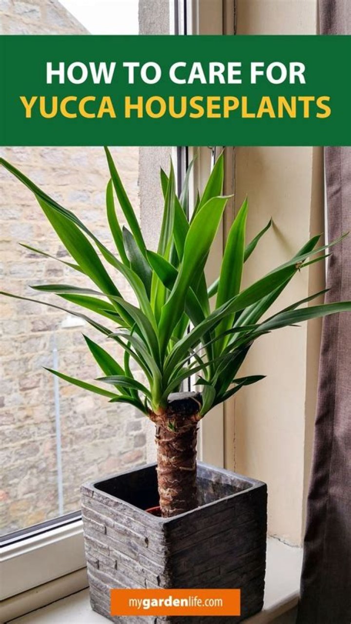 How do I identify a yucca plant